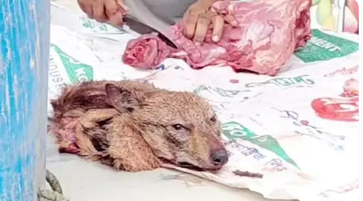 খোলা বাজারে শিয়ালের মাংস বিক্রি, ৫ হাজার টাকা জরিমানা